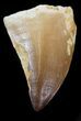 Mosasaur (Prognathodon) Tooth #43345-1